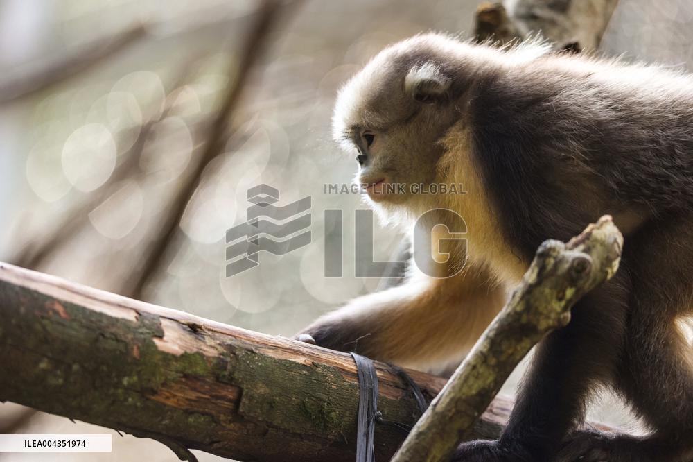 Snub-Nosed Monkey - China