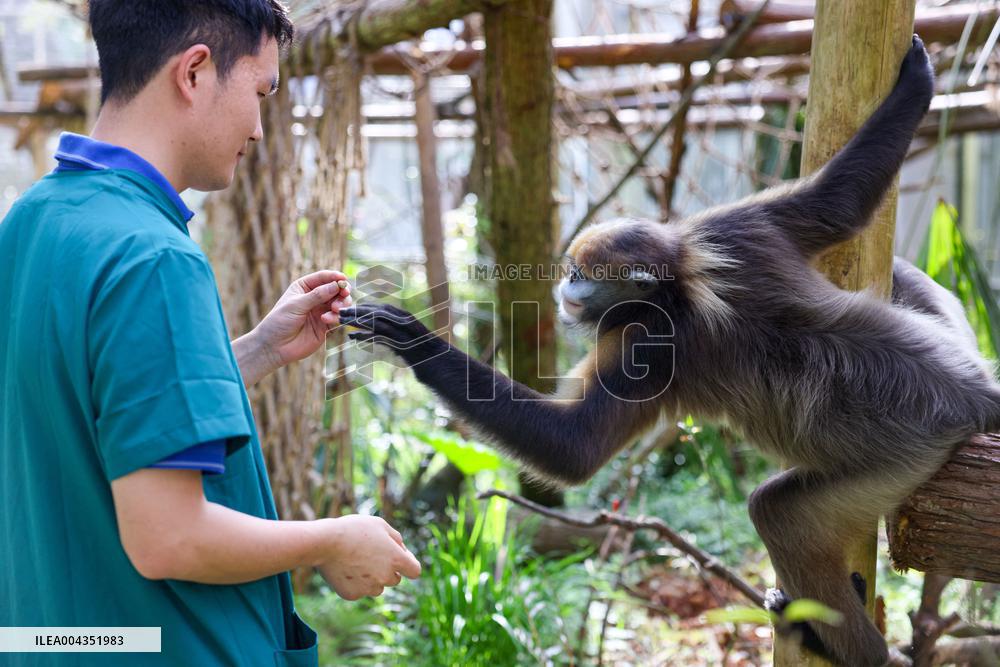 Snub-Nosed Monkey - China