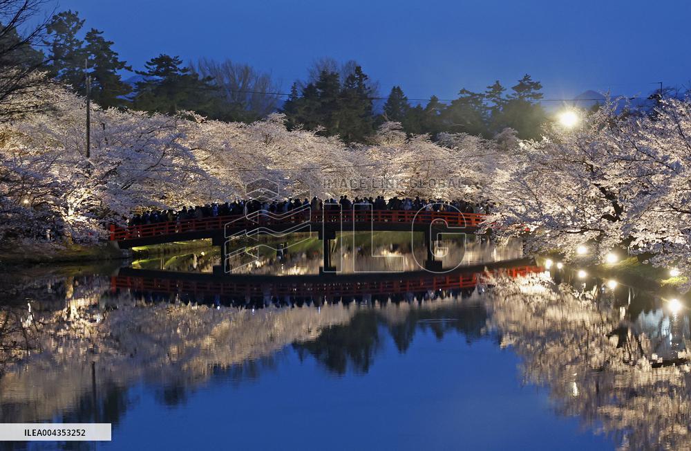 Cherry blossoms in northeastern Japan