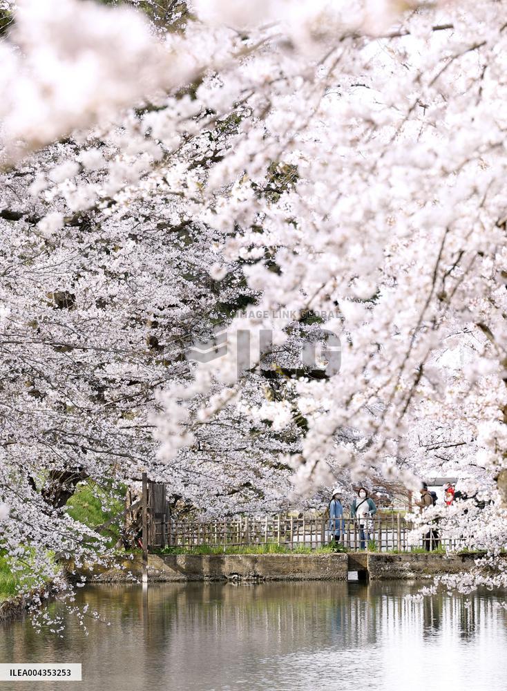 Cherry blossoms in northeastern Japan