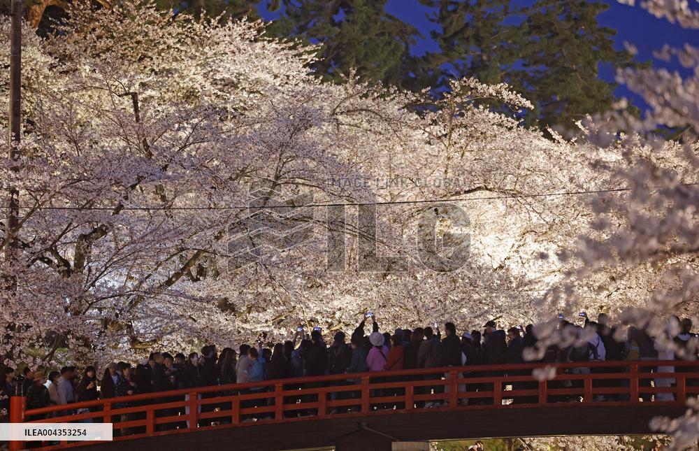 Cherry blossoms in northeastern Japan