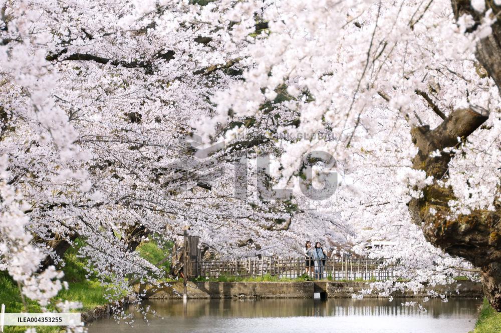 Cherry blossoms in northeastern Japan