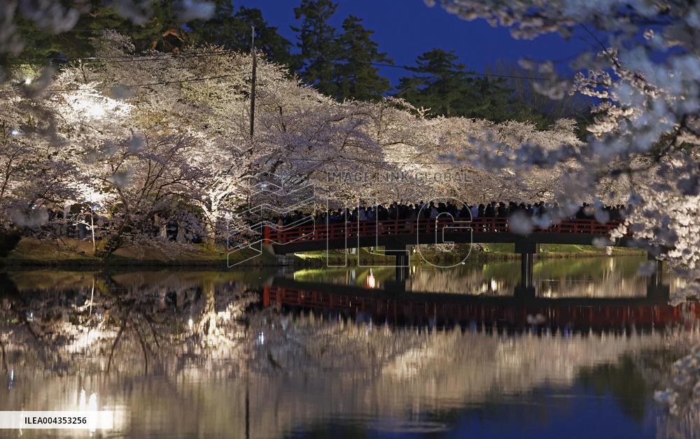 Cherry blossoms in northeastern Japan