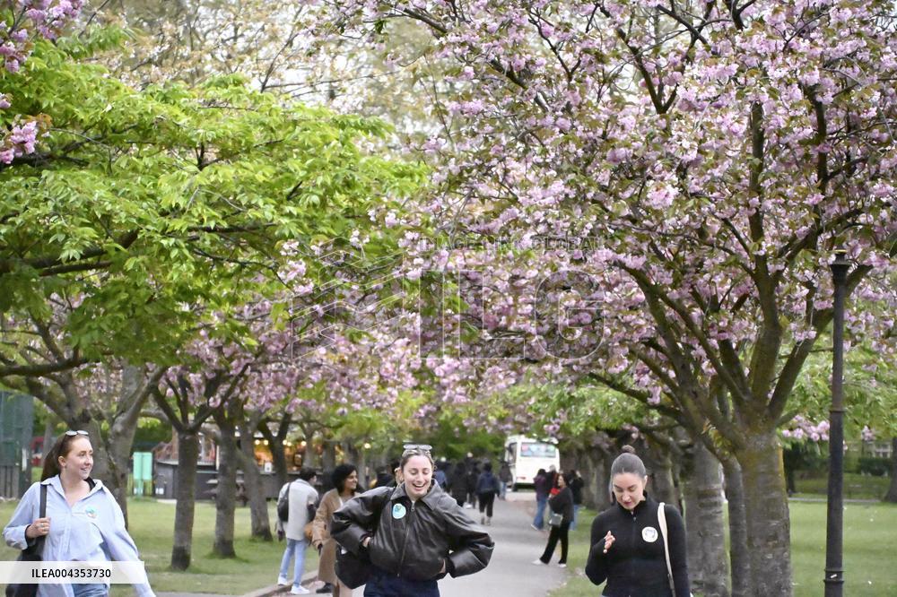 Cherry blossoms in London