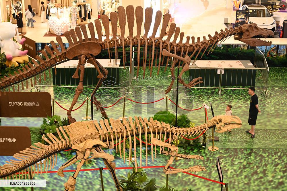 RestoredDinosaur Skeletons in A Shopping Mall in Nanning