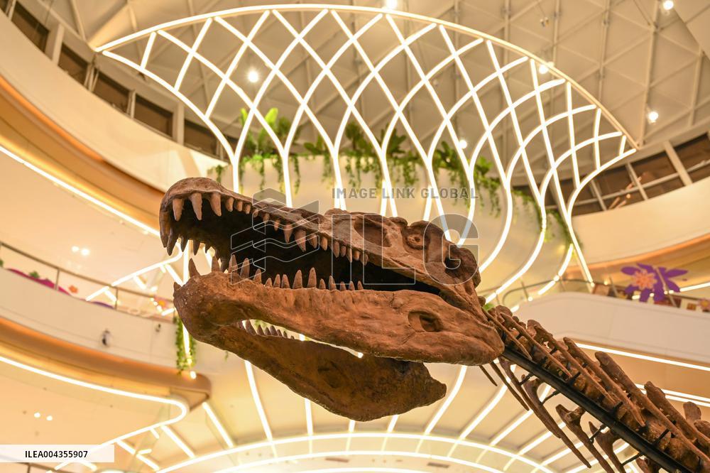 RestoredDinosaur Skeletons in A Shopping Mall in Nanning