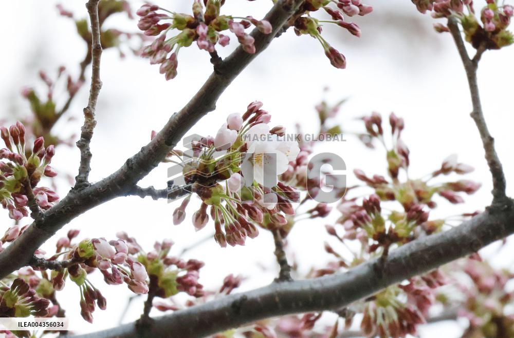 Cherry blossoms in Hokkaido