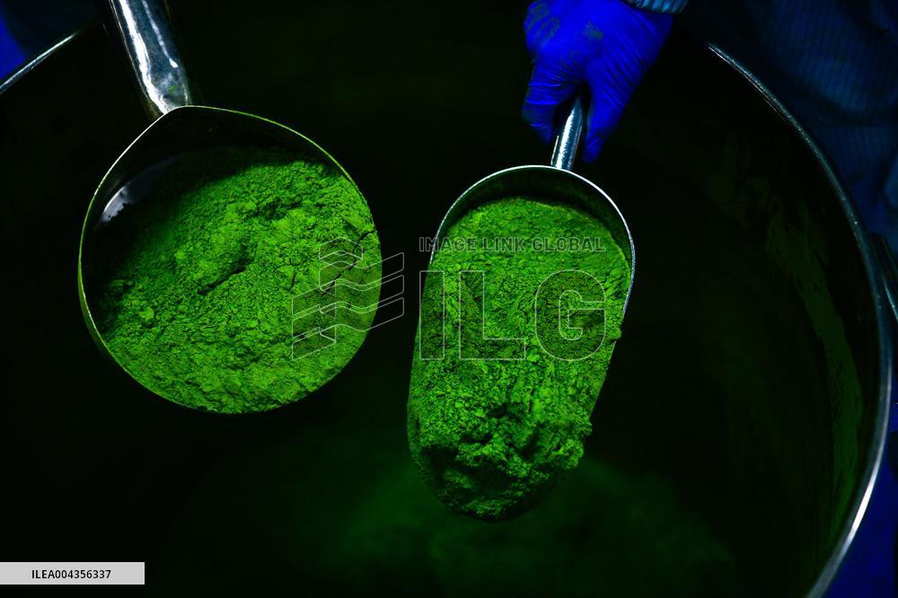 Mount Fanjing Matcha Industry - China