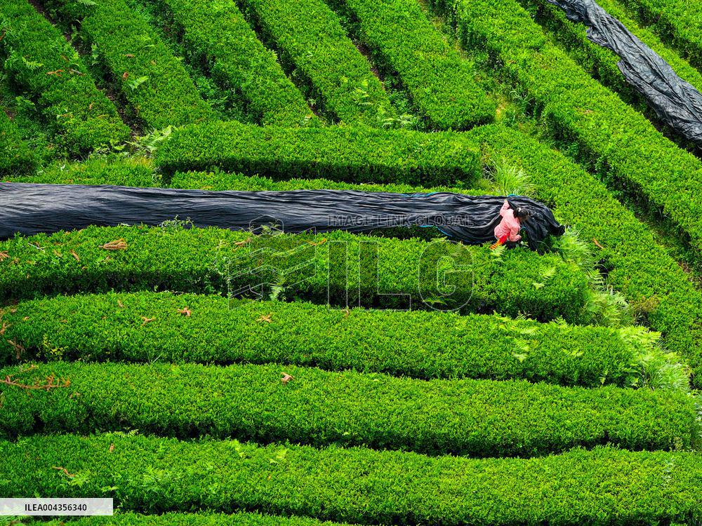 Mount Fanjing Matcha Industry - China