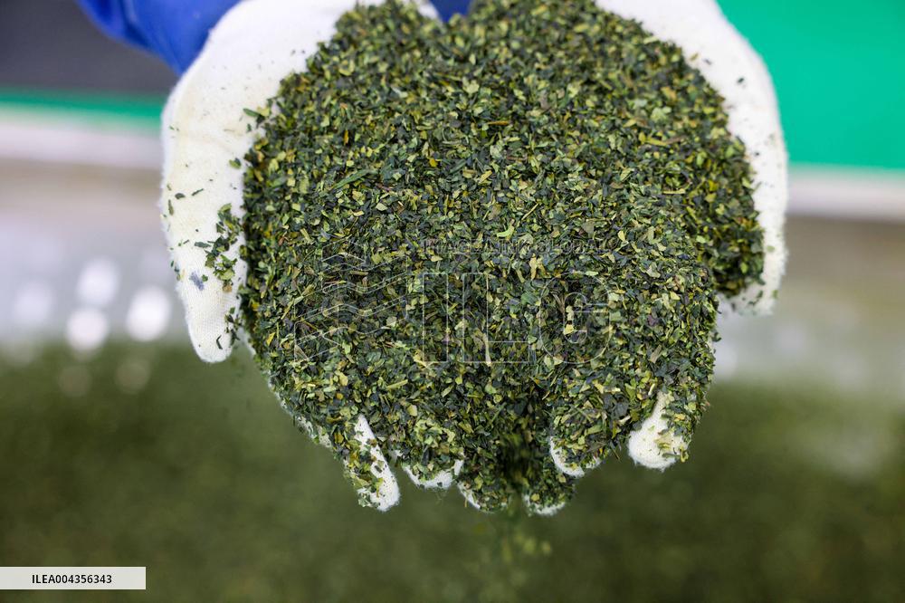 Mount Fanjing Matcha Industry - China