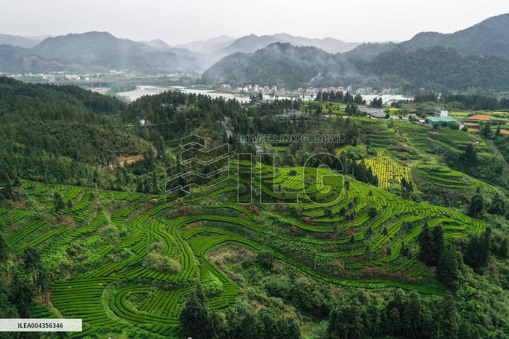 Mount Fanjing Matcha Industry - China