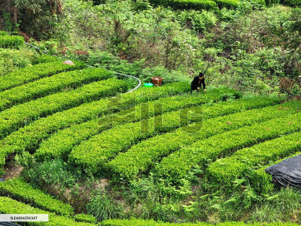 Mount Fanjing Matcha Industry - China