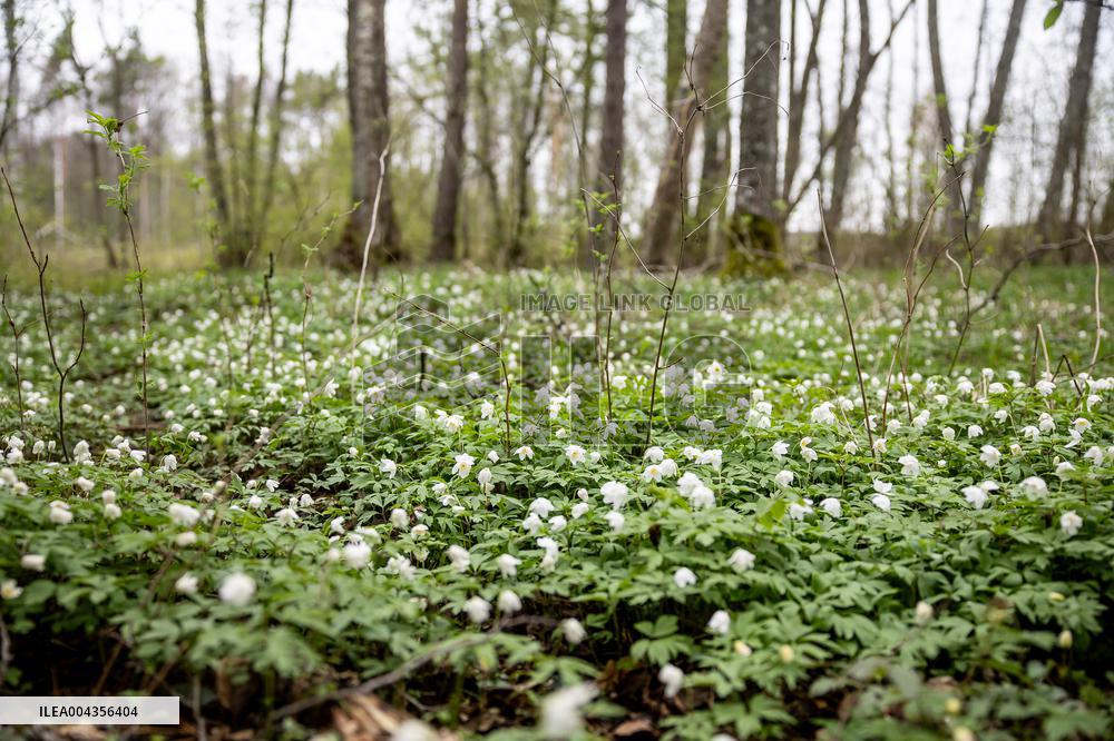 Wood Anemone (Anemone nemorosa)