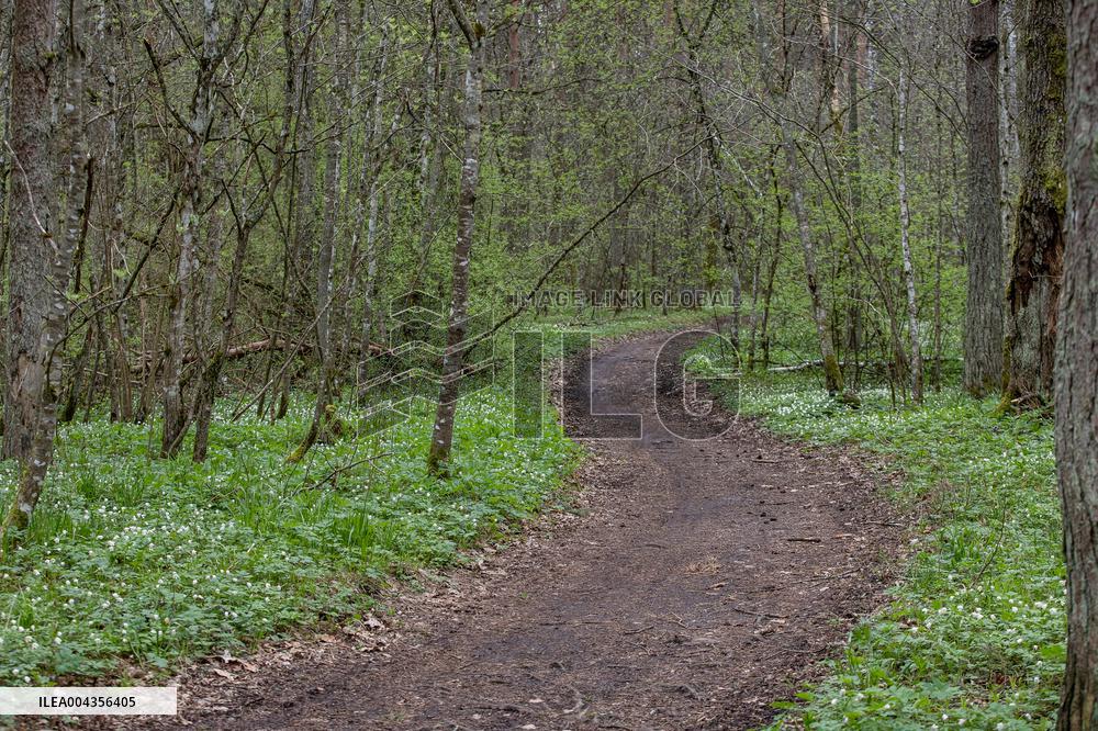 Wood Anemone (Anemone nemorosa)