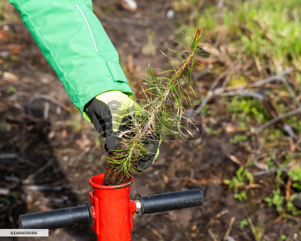 Tree planting