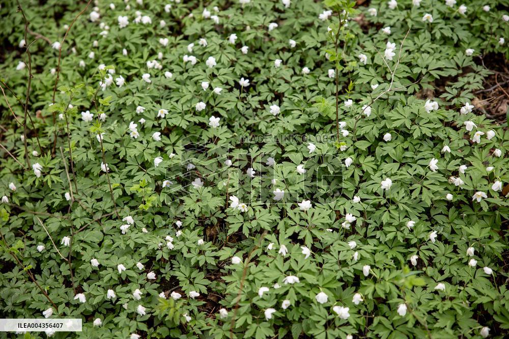 Wood Anemone (Anemone nemorosa)