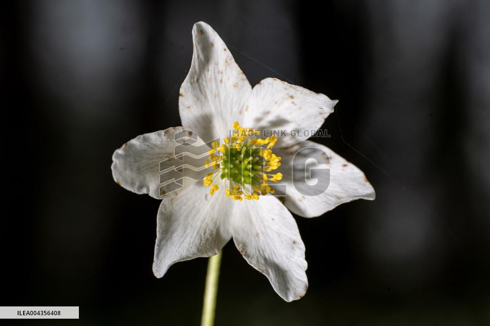 Wood Anemone (Anemone nemorosa)