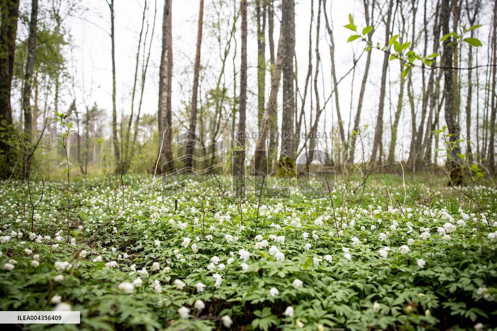 Wood Anemone (Anemone nemorosa)