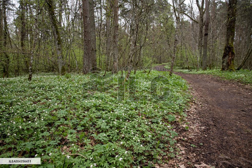 Wood Anemone (Anemone nemorosa)