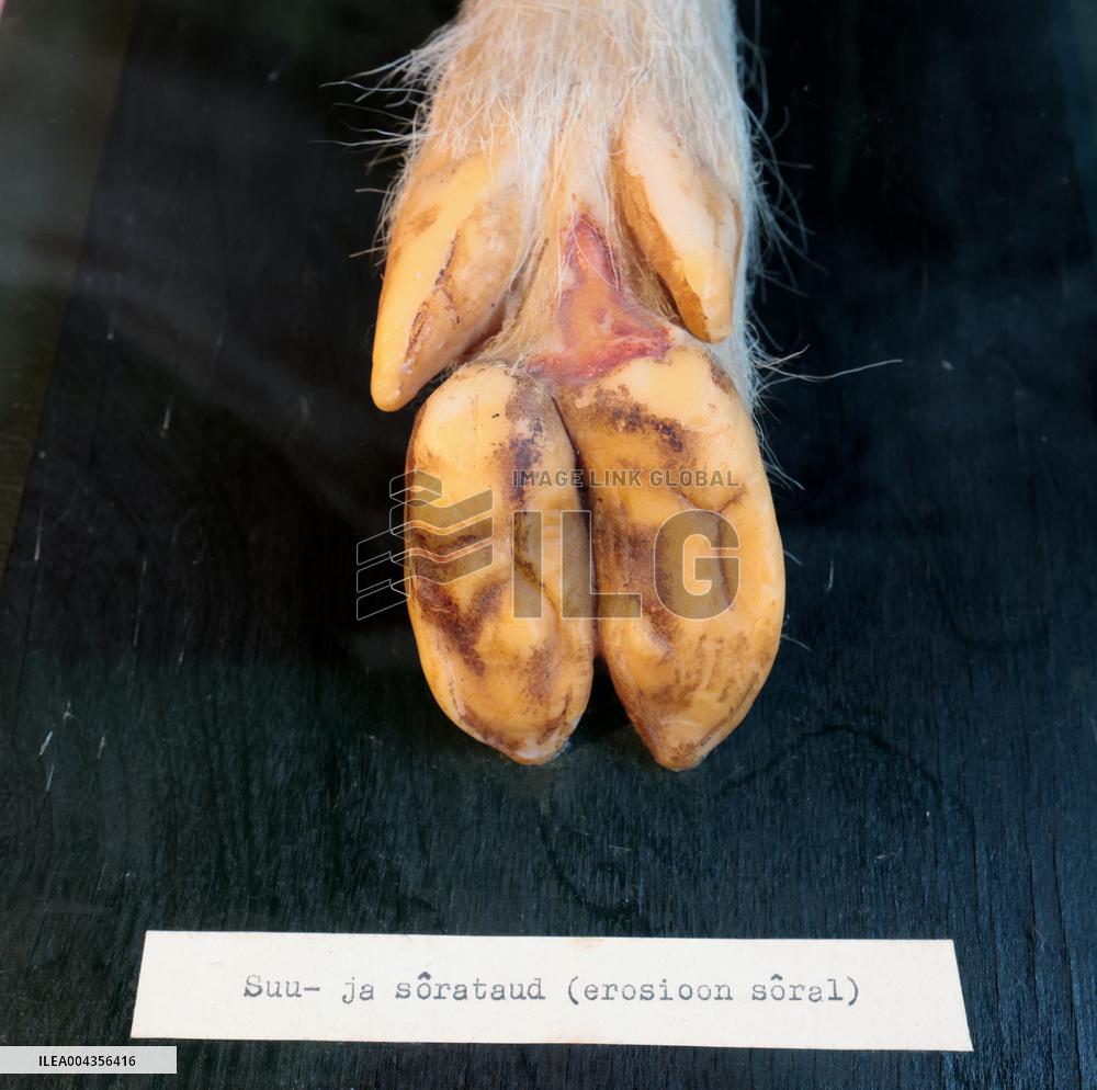 Estonian Agricultural Museum