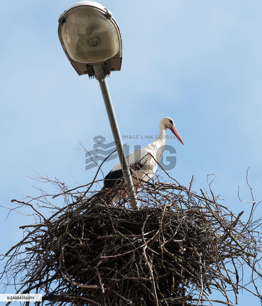 White stork