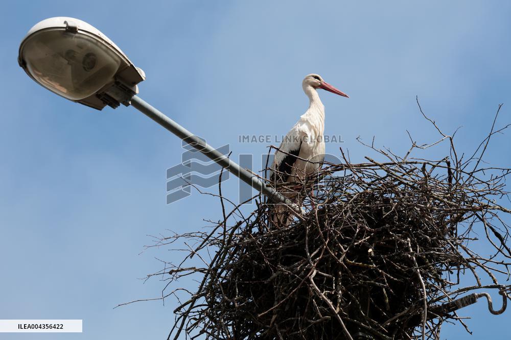 White stork