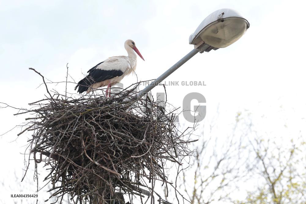 White stork