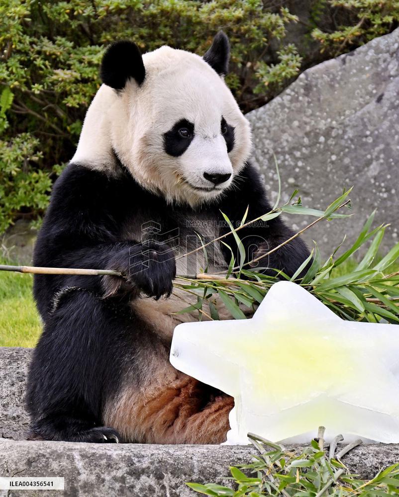 Giant panda at Adventure World