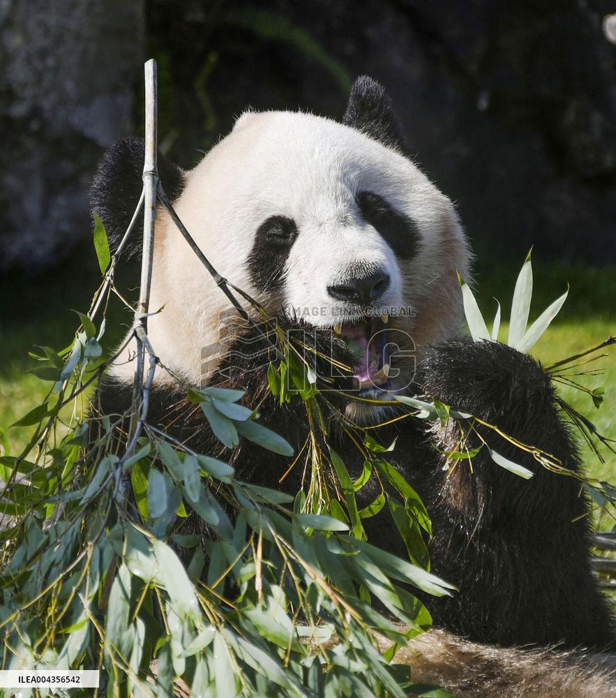 Giant panda at Adventure World
