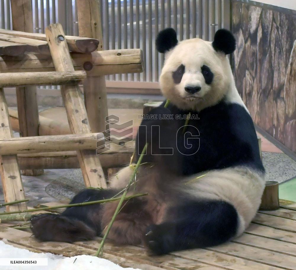 Giant panda at Adventure World