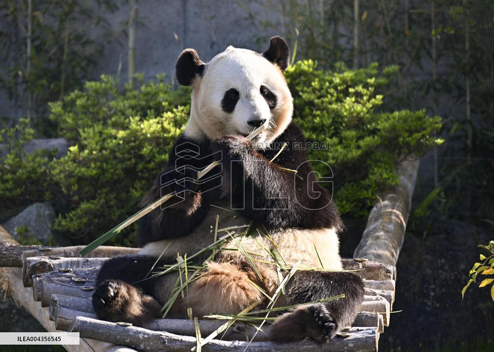 Giant panda at Adventure World