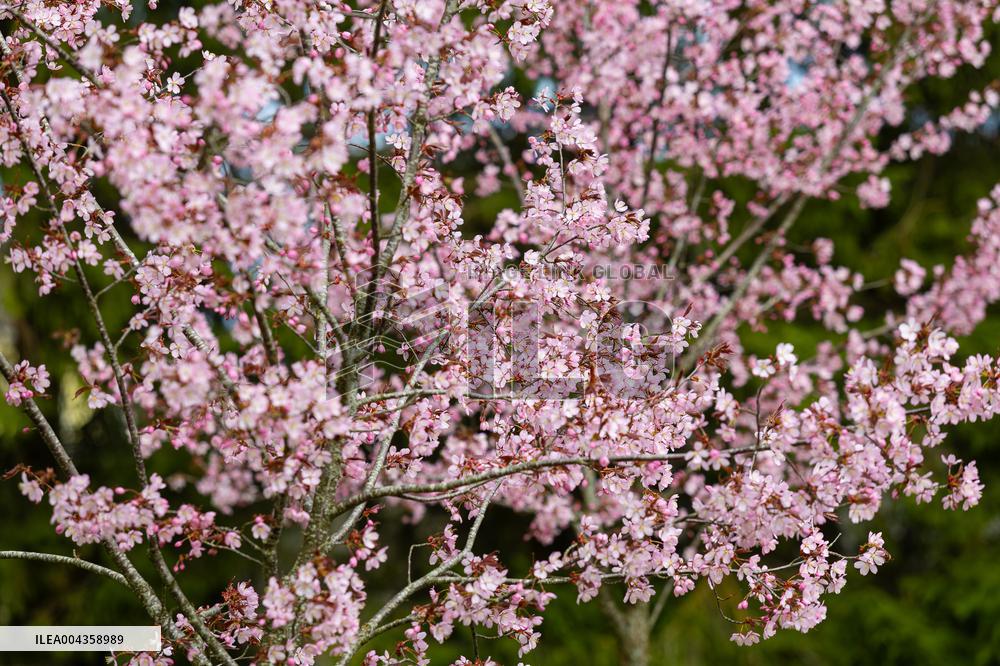 Cherry trees blooming