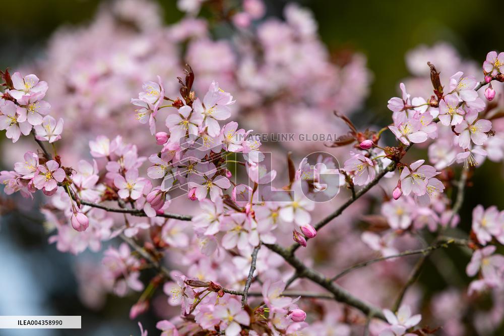 Cherry trees blooming