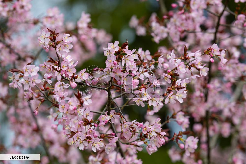 Cherry trees blooming