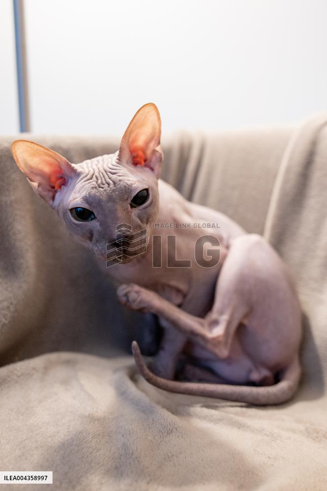 The Sphynx