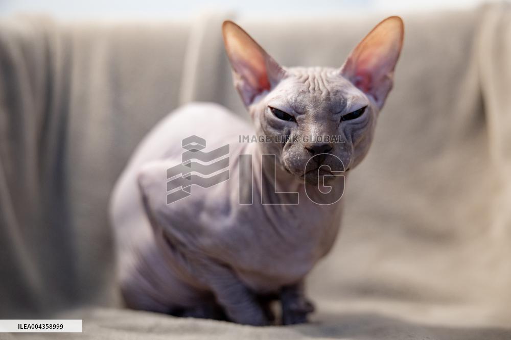 The Sphynx
