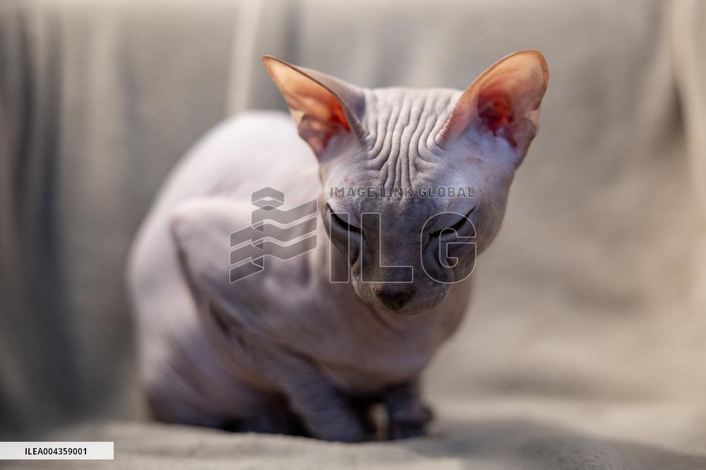 The Sphynx