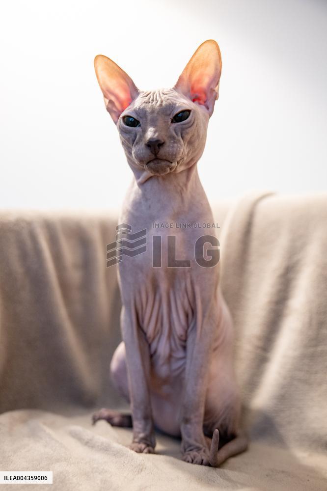 The Sphynx