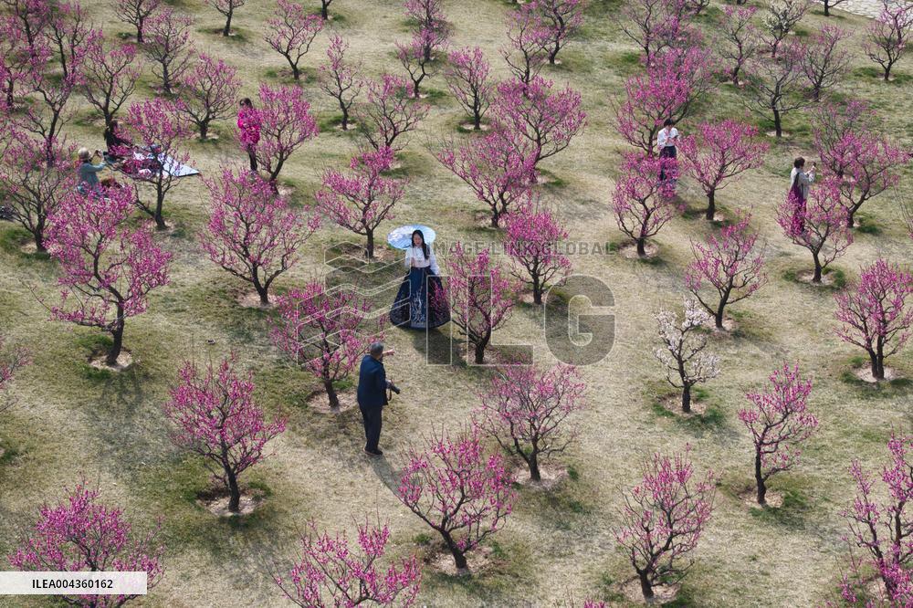 Xian Spring Blossom - China
