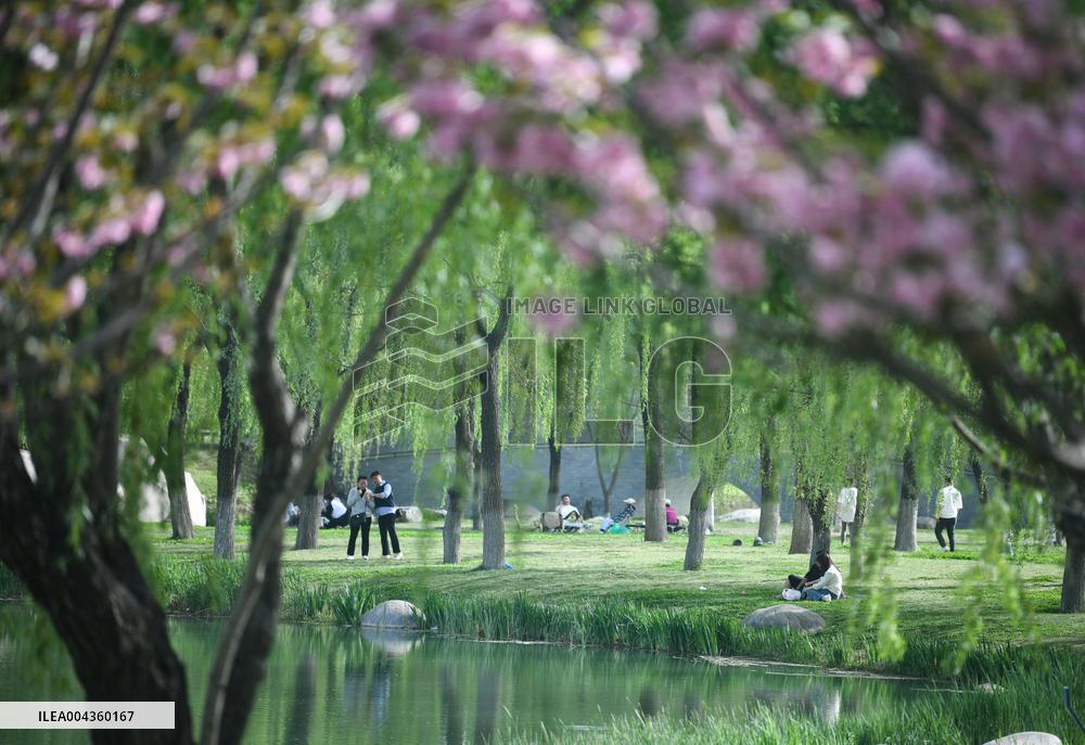 Xian Spring Blossom - China