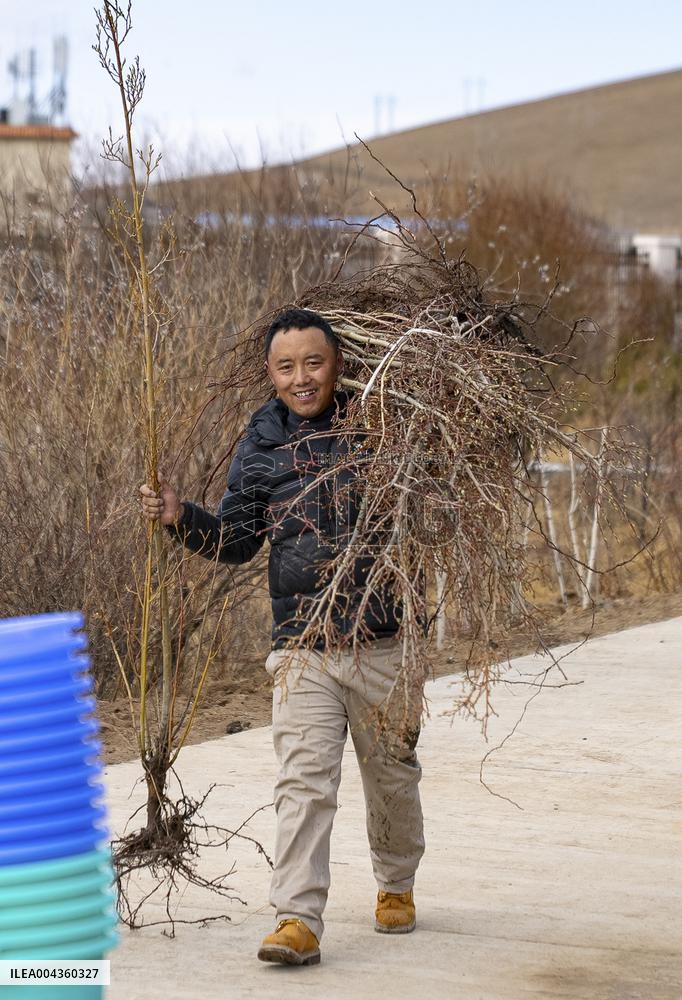 Voluntary Tree-planting Activity - China