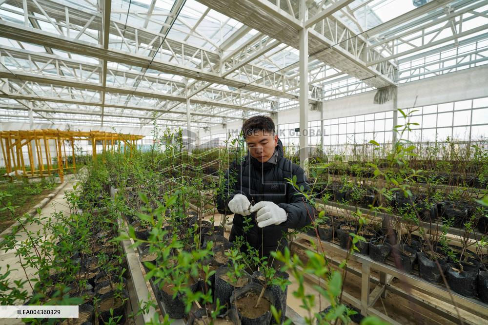 Voluntary Tree-planting Activity - China