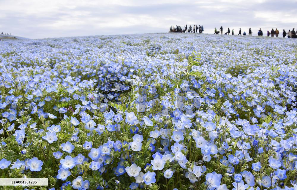 Nemophila flowers in eastern Japan
