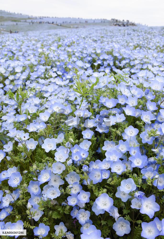 Nemophila flowers in eastern Japan