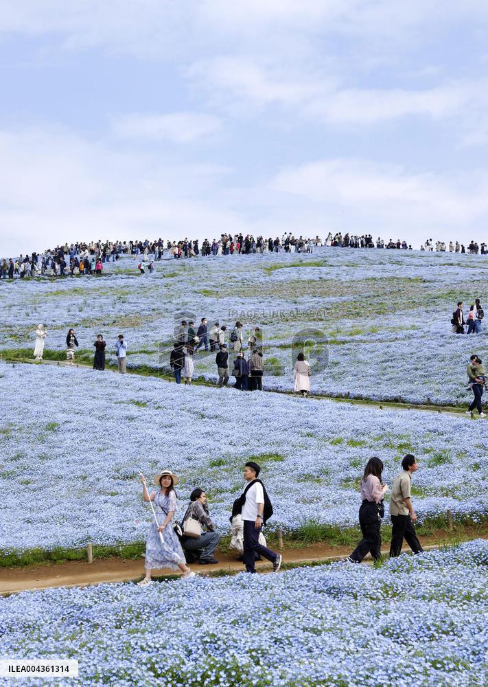 Nemophila flowers in eastern Japan