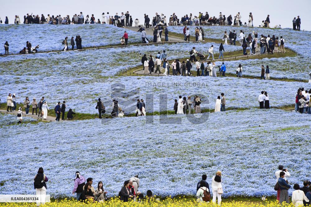 Nemophila flowers in eastern Japan
