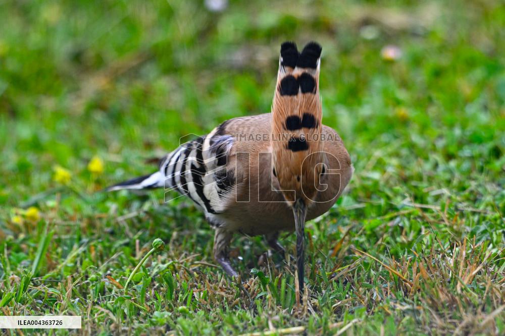 Hoopoe - France