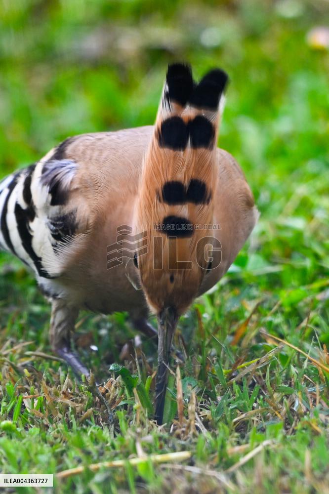 Hoopoe - France