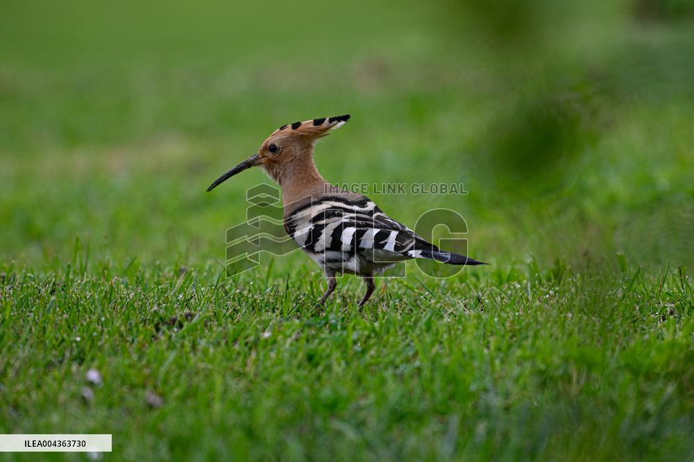 Hoopoe - France
