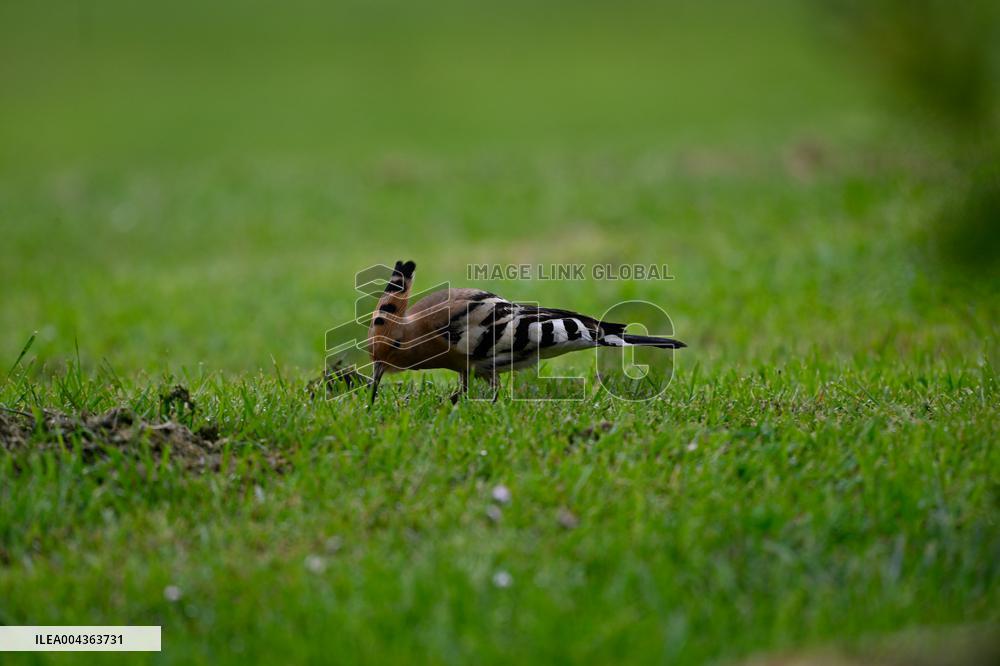 Hoopoe - France